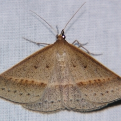 Epidesmia tryxaria (Neat Epidesmia) at Sheldon, QLD - 31 Aug 2007 by PJH123