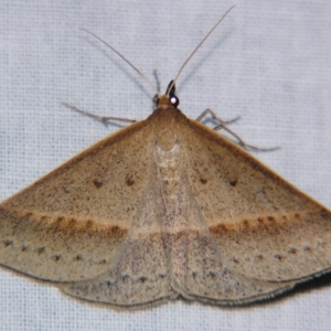 Epidesmia tryxaria at Sheldon, QLD - suppressed