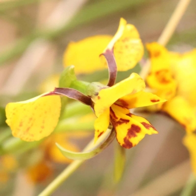 Diuris nigromontana (Black Mountain Leopard Orchid) at Caladenia Forest, O'Connor - 2 Oct 2023 by ConBoekel