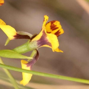 Diuris nigromontana at O'Connor, ACT - 3 Oct 2023