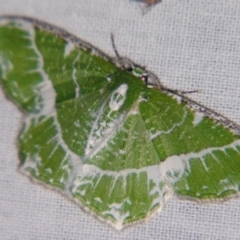 Eucyclodes insperata (Lacy Emerald) at Sheldon, QLD - 31 Aug 2007 by PJH123