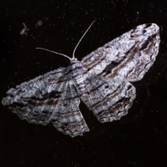 Scioglyptis chionomera (Grey Patch Bark Moth) at Wingecarribee Local Government Area - 3 Oct 2023 by Aussiegall