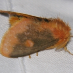 Euproctis edwardsii (Mistletoe Browntail Moth) at Sheldon, QLD - 31 Aug 2007 by PJH123