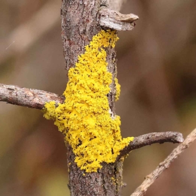 Unidentified Lichen at O'Connor, ACT - 3 Oct 2023 by ConBoekel