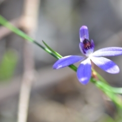 Cyanicula caerulea (Blue Fingers, Blue Fairies) at Wamboin, NSW - 20 Sep 2021 by natureguy