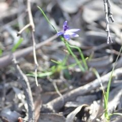 Cyanicula caerulea at Wamboin, NSW - suppressed