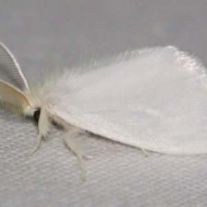 Euproctis galactopis at suppressed - suppressed