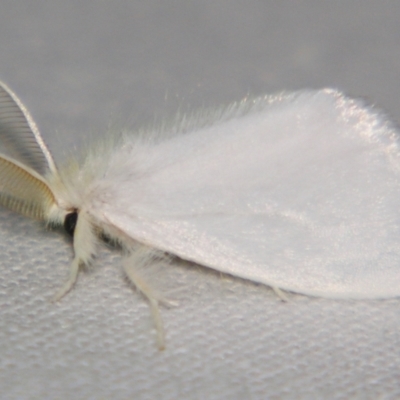 Euproctis galactopis (A Tussock Moth (Lymantriinae)) at Sheldon, QLD - 31 Aug 2007 by PJH123