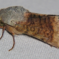 Helicoverpa prepodes (A Noctuid moth (Heliothinae)) at Sheldon, QLD - 31 Aug 2007 by PJH123