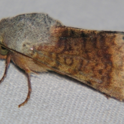 Helicoverpa prepodes (A Noctuid moth (Heliothinae)) at Sheldon, QLD - 1 Sep 2007 by PJH123