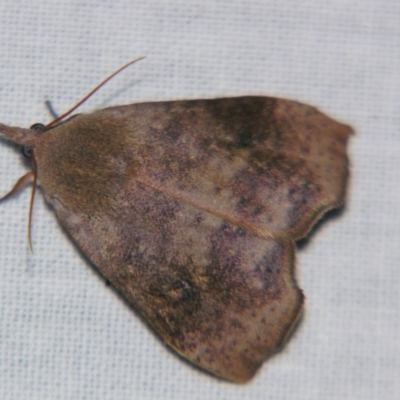 Hyblaea ibidias (A Teak moth (Hyblaeidae family).) at Sheldon, QLD - 31 Aug 2007 by PJH123