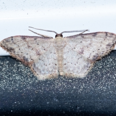 Unidentified Geometer moth (Geometridae) at Penrose, NSW - 3 Oct 2023 by Aussiegall