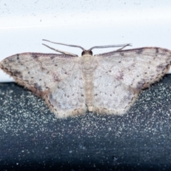 Unidentified Geometer moth (Geometridae) at Penrose, NSW - 3 Oct 2023 by Aussiegall