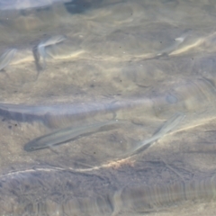 Unverified Fish at Lake Barrine, QLD - 11 Aug 2023 by AlisonMilton