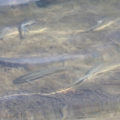 Unidentified Fish at Crater Lakes National Park - 11 Aug 2023 by AlisonMilton