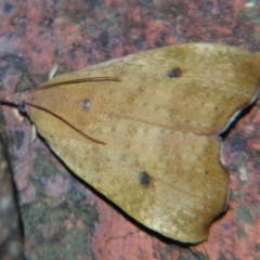 Hyblaea ibidias (A Teak moth (Hyblaeidae family).) at Sheldon, QLD - 1 Sep 2007 by PJH123