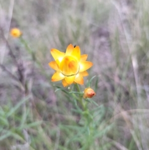 Xerochrysum viscosum at Yass River, NSW - suppressed