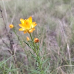 Xerochrysum viscosum at Yass River, NSW - suppressed