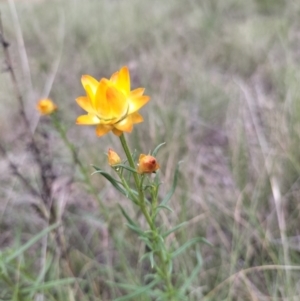 Xerochrysum viscosum at Yass River, NSW - suppressed