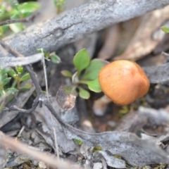 Unverified Cap on a stem; gills below cap [mushrooms or mushroom-like] at Wamboin, NSW - 20 Sep 2021 by natureguy