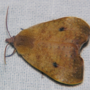 Hyblaea ibidias at Sheldon, QLD - suppressed