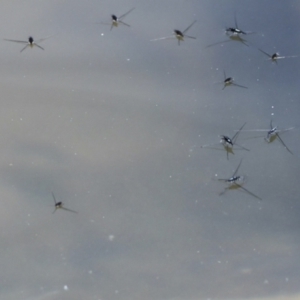 Aquarius antigone at Lake Barrine, QLD - 11 Aug 2023 01:10 PM