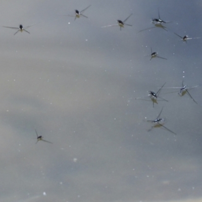 Unidentified Water or Shore Bug (several families) at Lake Barrine, QLD - 11 Aug 2023 by AlisonMilton