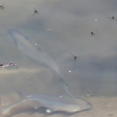 Aquarius antigone at Lake Barrine, QLD - 11 Aug 2023 01:10 PM