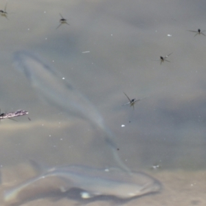 Aquarius antigone at Lake Barrine, QLD - 11 Aug 2023 01:10 PM