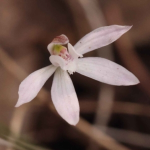 Caladenia fuscata at O'Connor, ACT - suppressed