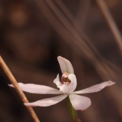 Caladenia fuscata at O'Connor, ACT - suppressed