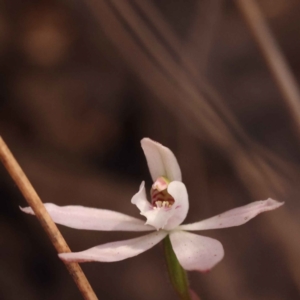 Caladenia fuscata at O'Connor, ACT - 3 Oct 2023