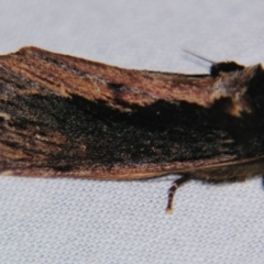 Hylaeora capucina (Cowled Rough-head) at Sheldon, QLD - 1 Sep 2007 by PJH123