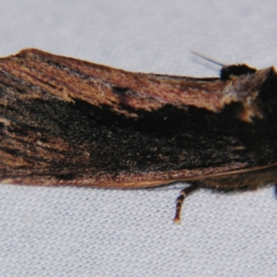 Hylaeora capucina (Cowled Rough-head) at Sheldon, QLD - 31 Aug 2007 by PJH123