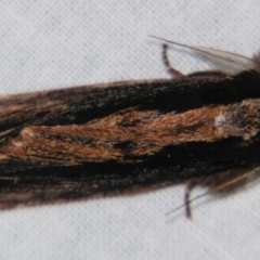 Hylaeora capucina at Sheldon, QLD - suppressed