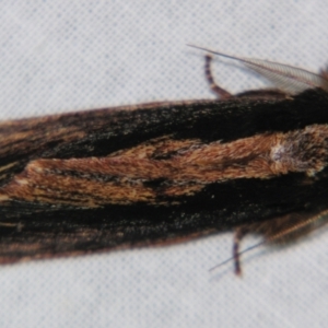 Hylaeora capucina at Sheldon, QLD - suppressed