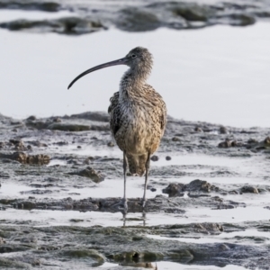 Numenius madagascariensis at Cairns City, QLD - 12 Aug 2023 09:12 AM