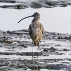 Numenius madagascariensis (Eastern Curlew) at Cairns City, QLD - 11 Aug 2023 by AlisonMilton