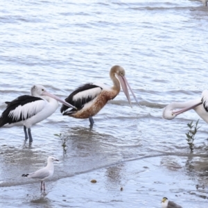 Pelecanus conspicillatus at Cairns City, QLD - 12 Aug 2023 04:14 PM