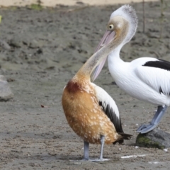 Pelecanus conspicillatus at Cairns City, QLD - 12 Aug 2023