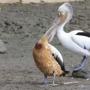 Pelecanus conspicillatus at Cairns City, QLD - 12 Aug 2023 04:14 PM