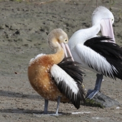 Pelecanus conspicillatus at Cairns City, QLD - 12 Aug 2023