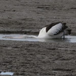 Pelecanus conspicillatus at Cairns City, QLD - 12 Aug 2023