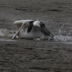 Pelecanus conspicillatus at Cairns City, QLD - 12 Aug 2023