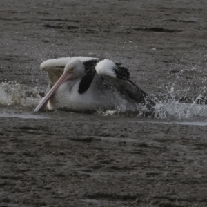 Pelecanus conspicillatus at Cairns City, QLD - 12 Aug 2023 04:14 PM