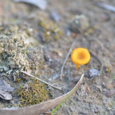 Lichenomphalia chromacea (Yellow Navel) at QPRC LGA - 20 Sep 2021 by natureguy