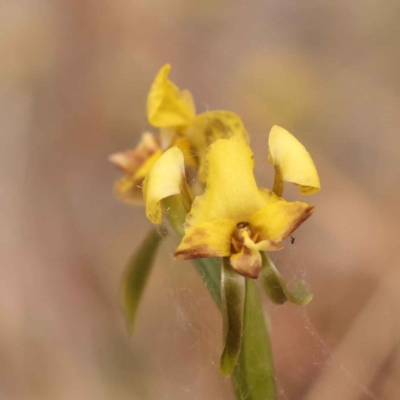 Diuris nigromontana (Black Mountain Leopard Orchid) at Caladenia Forest, O'Connor - 2 Oct 2023 by ConBoekel