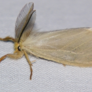 Laelia obsoleta at Sheldon, QLD - suppressed