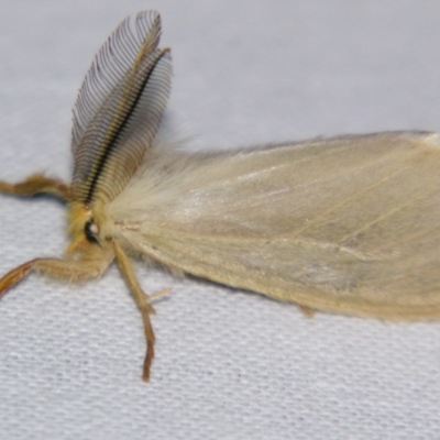 Laelia obsoleta (Tinged Tussock Moth) at Sheldon, QLD - 31 Aug 2007 by PJH123
