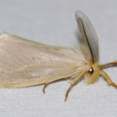 Laelia obsoleta at Sheldon, QLD - suppressed